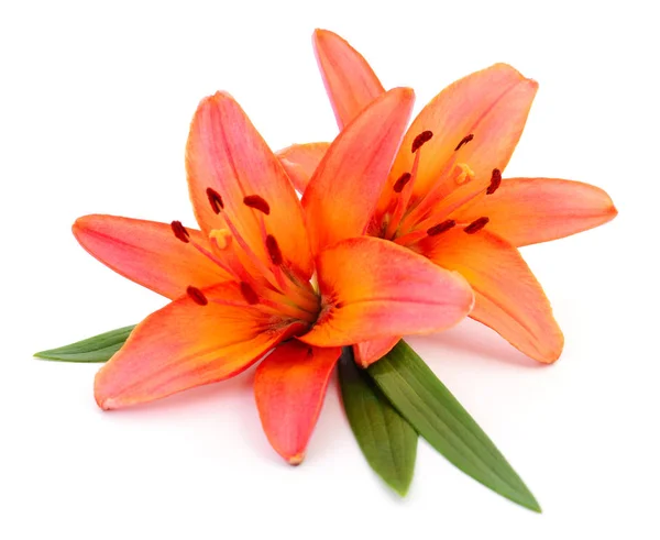 Two orange lilies. — Stock Photo, Image