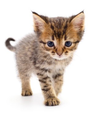 Beyaz zemin üzerinde kedi yavrusu.