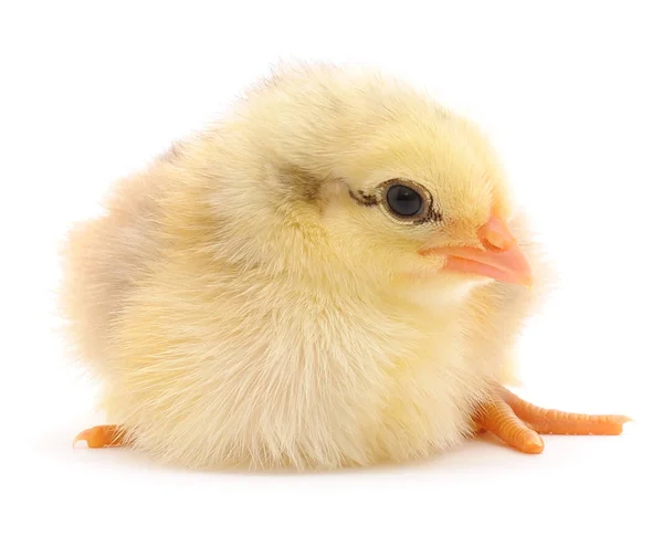 Small yellow chicken — Stock Photo, Image