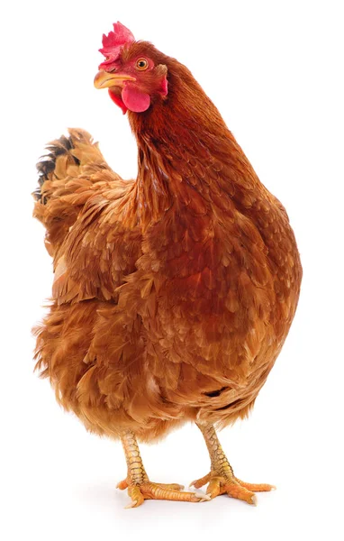 Gallina marrón aislada . — Foto de Stock