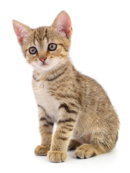 Kitten on white background. — Stock Photo, Image