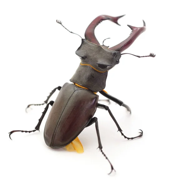 Bug (Oryctes Nasicornis). — Stockfoto