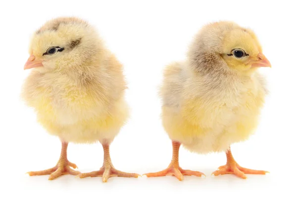 Zwei gelbe Hühner. — Stockfoto