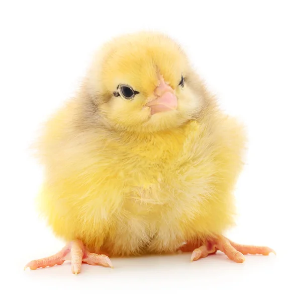 Pollo giallo piccolo — Foto Stock