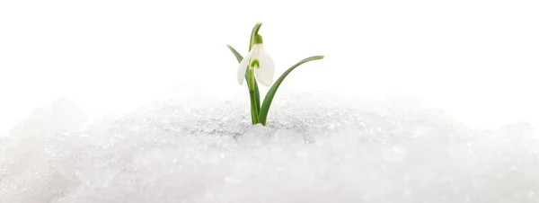 Caída de nieve y nieve . —  Fotos de Stock