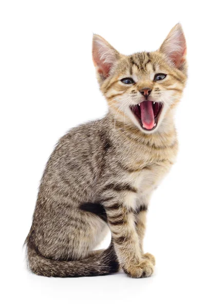 Gatito sobre fondo blanco. — Foto de Stock