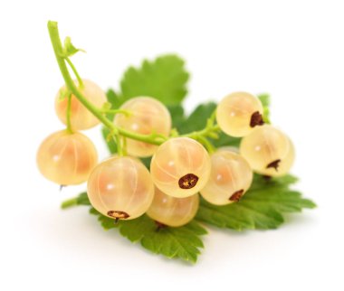 Yeşil yapraklı beyaz kuş üzümü.