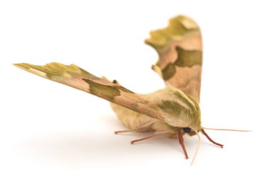 Kireç Şahin-güve (Mimas tiliae).