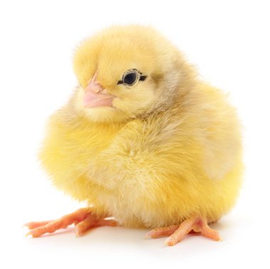 küçük sarı tavuk 