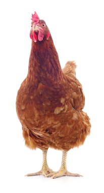 izole kahverengi tavuk.