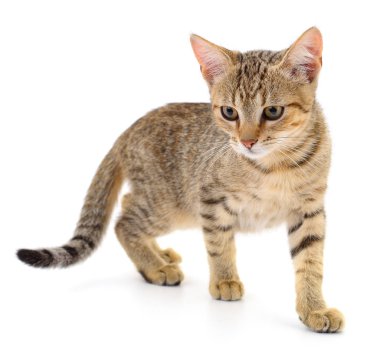 Beyaz zemin üzerinde kedi yavrusu.