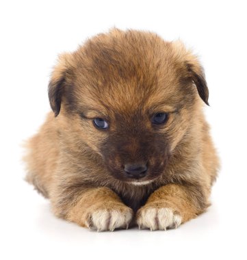 Bebek köpek yavrusu izole.