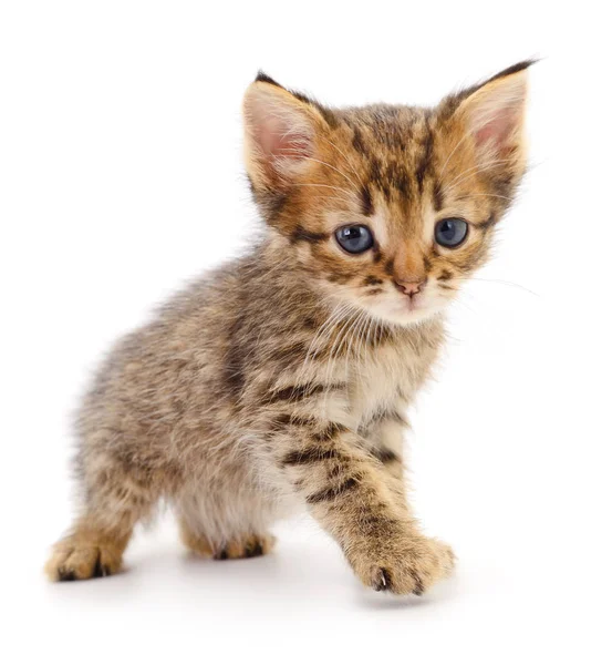 Gatinho no fundo branco. — Fotografia de Stock