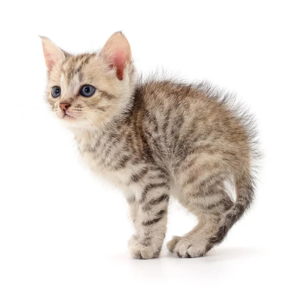 Kitten on white background. — Stock Photo, Image