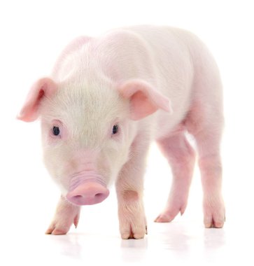 Beyaz üzerinde domuz