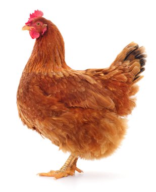 izole kahverengi tavuk.