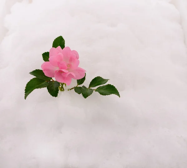 Розовая роза на снегу . — стоковое фото