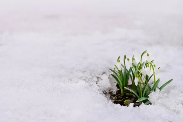 Snowdrops and snow. — Stock Photo, Image
