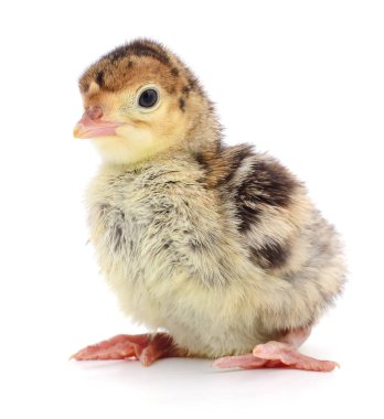 İzole tavuk Türkiye.