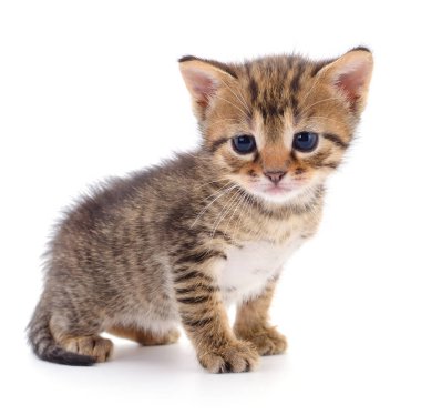 Beyaz zemin üzerinde kedi yavrusu.