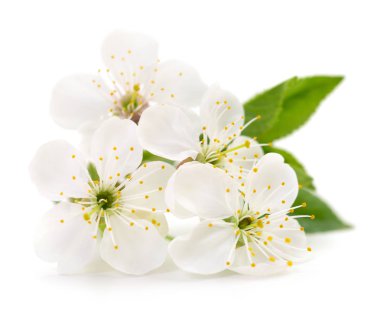 İzole kiraz çiçekleri.