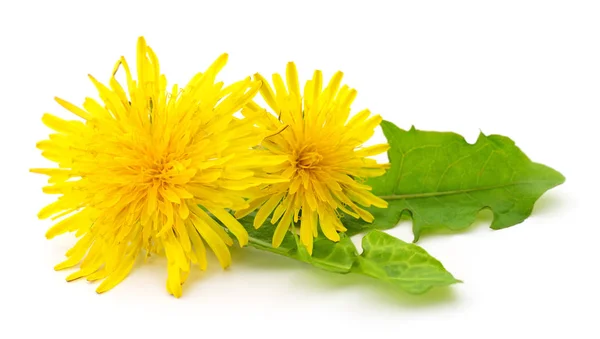 Twee paardebloemen met bladeren. — Stockfoto