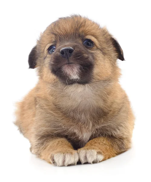 Bebé cachorro aislado . — Foto de Stock