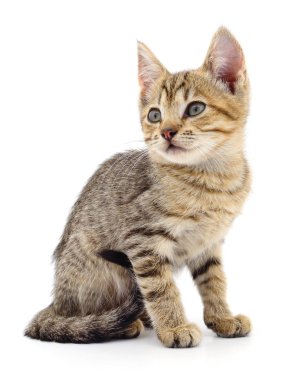 Beyaz zemin üzerinde kedi yavrusu.