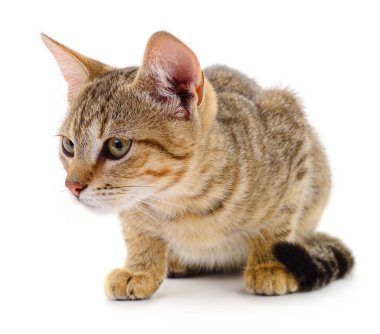 Beyaz zemin üzerinde kedi yavrusu.