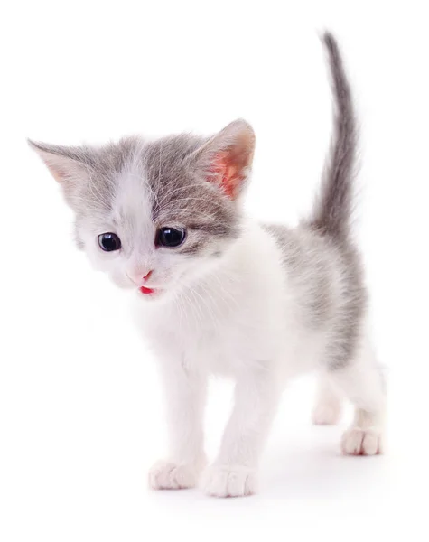 Kitten op witte achtergrond. — Stockfoto