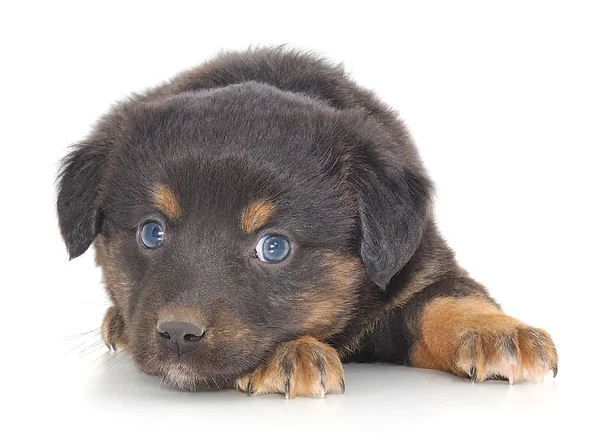 Bambino cucciolo isolato . — Foto Stock