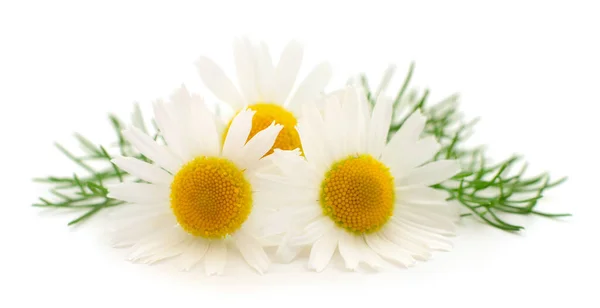 Bouquet Chamomile Flowers Isolated White Background — Stock Photo, Image