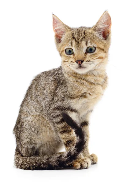 Kleine Braune Kätzchen Isoliert Auf Weißem Hintergrund — Stockfoto