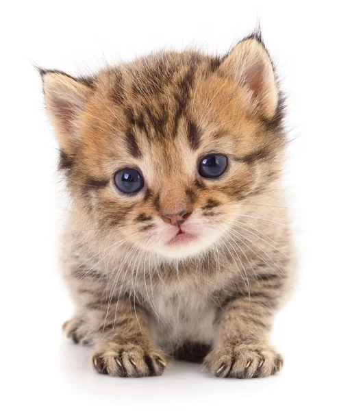 Pequeño Gatito Marrón Aislado Sobre Fondo Blanco —  Fotos de Stock