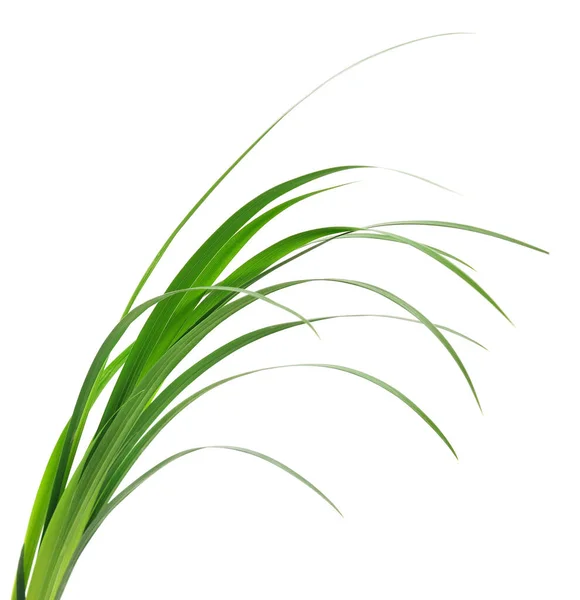 白い背景の緑の草の長い刃 — ストック写真