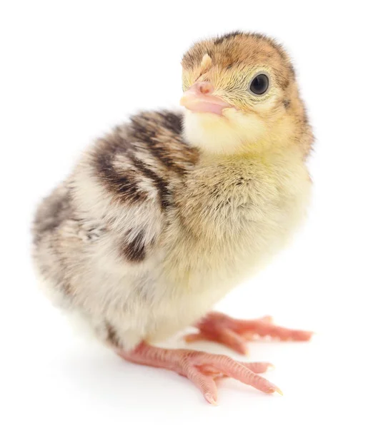 Peru Frango Recém Nascido Bonito Isolado Fundo Branco — Fotografia de Stock