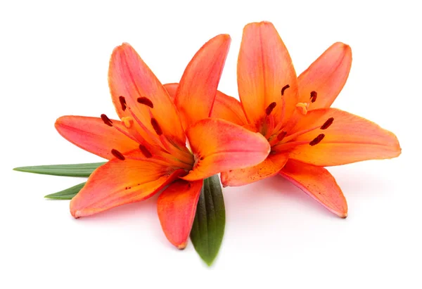 Two Orange Lilies Isolated White Background — Stock Photo, Image