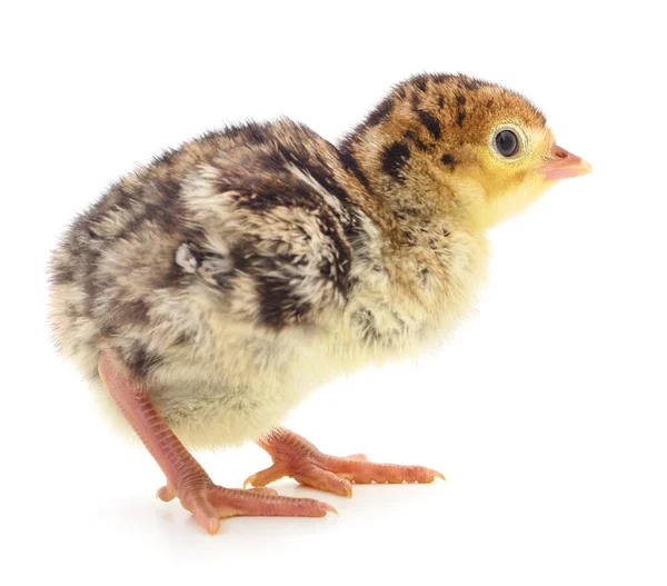 Cute Little Newborn Chicken Turkey Isolated White Background — Stock Photo, Image