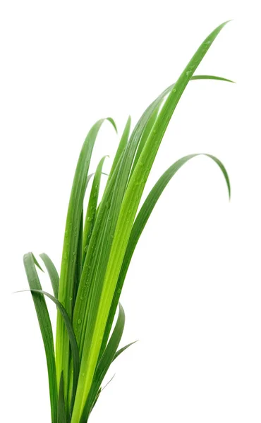 白色背景下的绿草长叶 — 图库照片