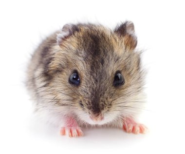 Beyaz arka planda küçük yerli hamster..