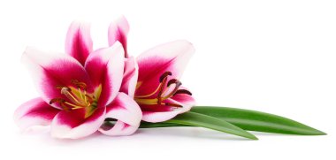 Beyaz arka planda iki pembe zambak izole edilmiş..