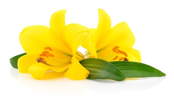Two Yellow Lilies Isolated White Background — Stock Photo, Image