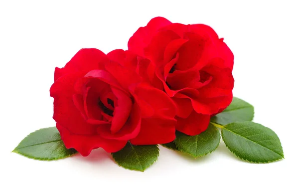 Két Gyönyörű Vörös Rózsa Fehér Alapon — Stock Fotó