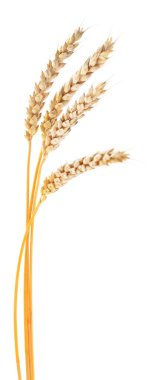 Beyaz arkaplanda yalıtılmış buğday kulakları.