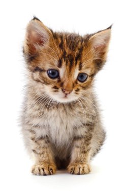 Beyaz arka planda izole edilmiş küçük kahverengi kedi yavrusu.