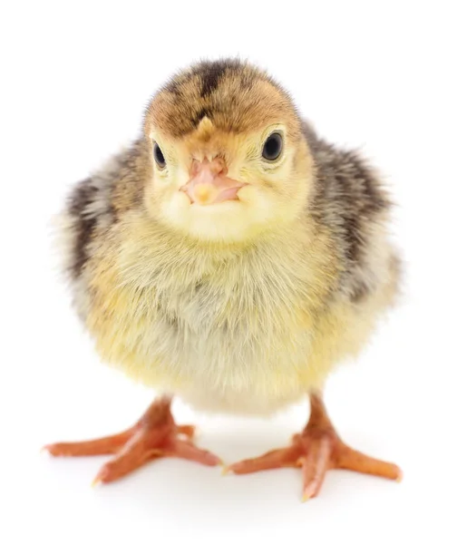 Cute Little Newborn Chicken Turkey Isolated White Background — Stock Photo, Image