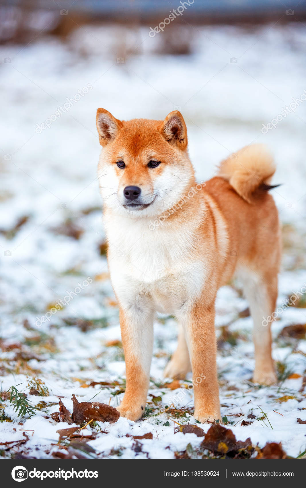 Chienne Rousse Japonaise Shiba Inu Photographie Akbudak