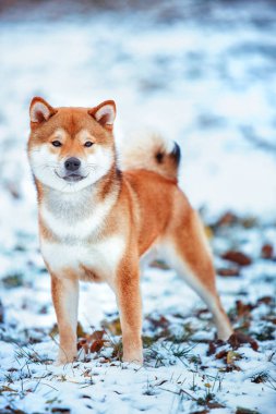 Shiba köpek mutlu ve gülümseyen ifade ile üzerine beyaz yalan