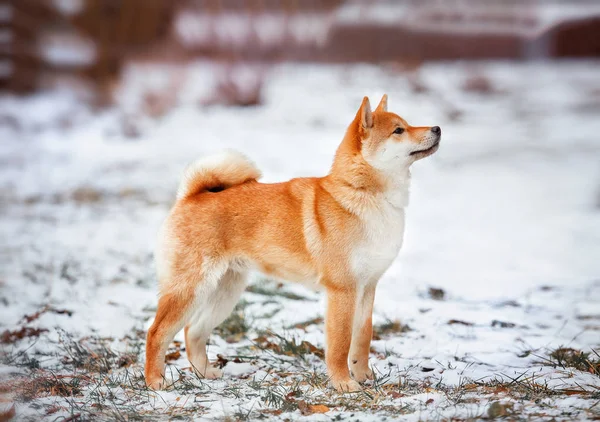 Рыжая собака японская Сиба Ину — стоковое фото