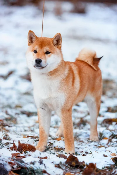 Κοκκινομάλλα σκυλί Ιαπωνικά Shiba Inu — Φωτογραφία Αρχείου